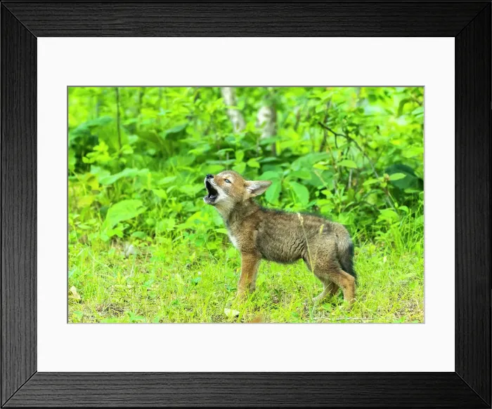Framed Print : USA, Minnesota. Captive coyote pup howling
