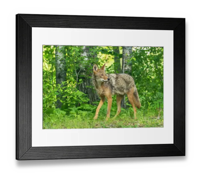 Framed Print : USA, Minnesota. Captive adult coyote