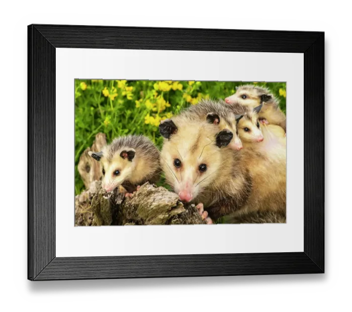 Framed Print : USA, Minnesota. Captive opossum mother carrying babies on back Framed Print : USA, Minnesota. Captive opossum mother carrying babies on back
