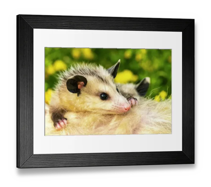 Framed Print : USA, Minnesota. Captive baby opossum on mother's back