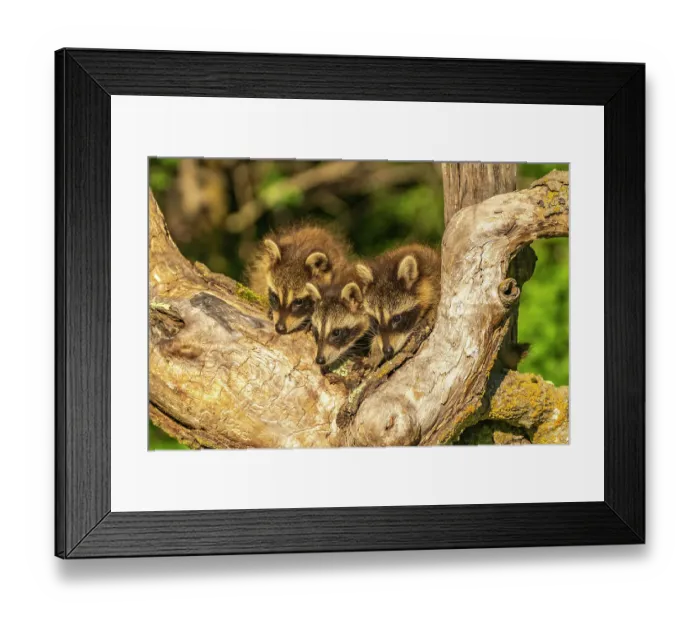 Framed Print : USA, Minnesota. Captive young raccoons on tree