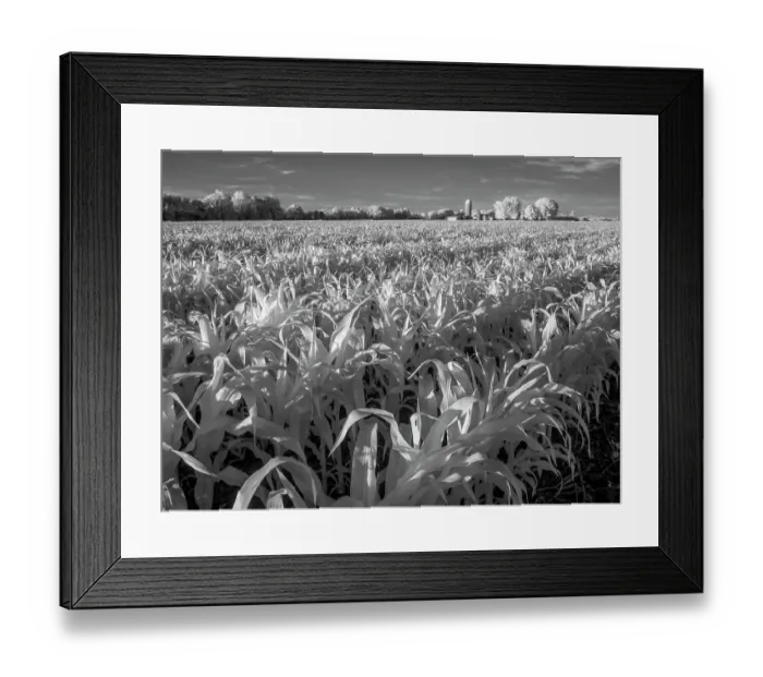 Framed Print : Infrared of Minnesota River, Minnesota River Valley Wildlife Refuge, central Minnesota
