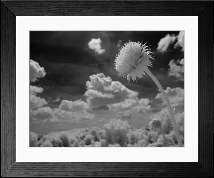 Framed Print : Infrared of thistle flower, Minnesota River Valley Wildlife Refuge, central Minnesota Framed Print : Infrared of thistle flower, Minnesota River Valley Wildlife Refuge, central Minnesota