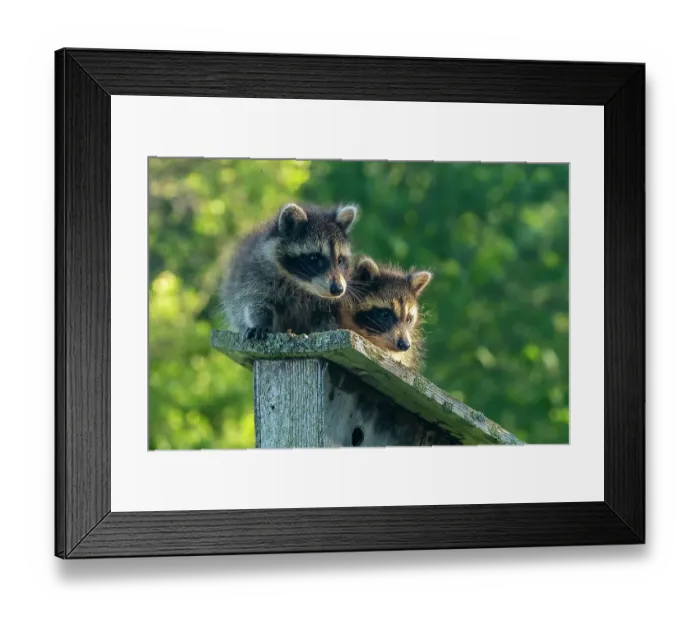 Framed Print : USA, Minnesota. Captive young raccoons on bird feeder Framed Print : USA, Minnesota. Captive young raccoons on bird feeder