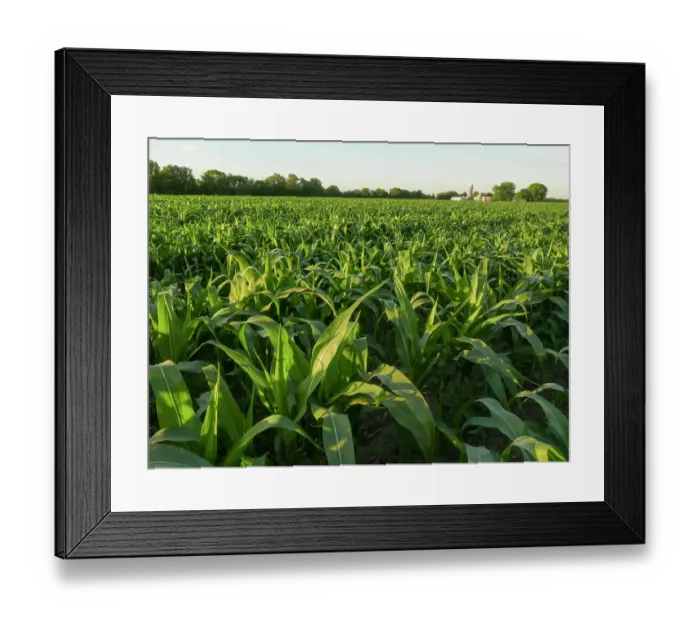 Framed Print : Corn field, farmland, Minnesota summer