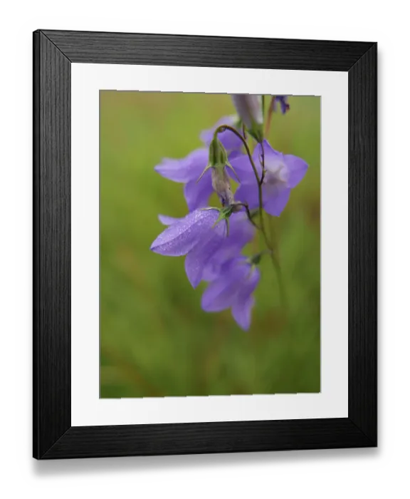 Framed Print : Oak savannah, Minnesota River National Wildlife Refuge, sunrise, sumac in foreground in bloom, burr oak, Minnesota summer