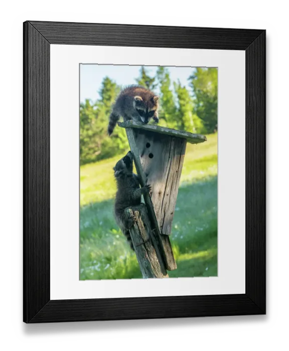 Framed Print : USA, Minnesota. Captive young raccoons on bird feeder Framed Print : USA, Minnesota. Captive young raccoons on bird feeder
