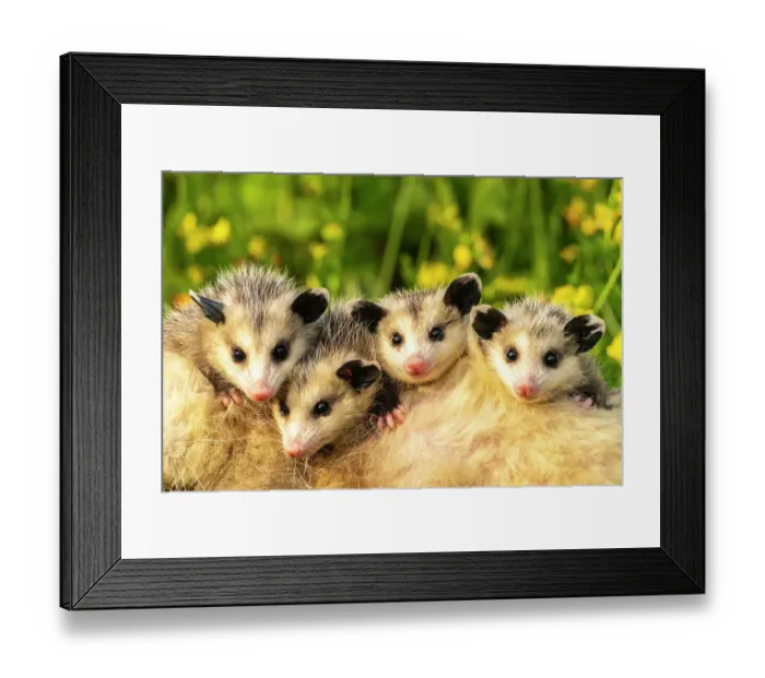 Framed Print : USA, Minnesota. Captive baby opossums on mother's back