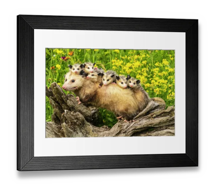 Framed Print : USA, Minnesota. Captive opossum mother carrying babies on back Framed Print : USA, Minnesota. Captive opossum mother carrying babies on back