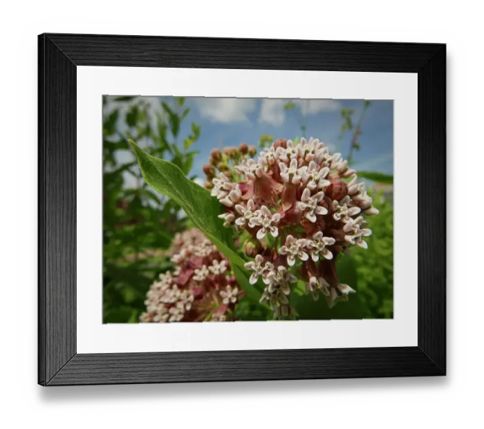 Framed Print : Milkweed flowers, Minnesota summer Framed Print : Milkweed flowers, Minnesota summer