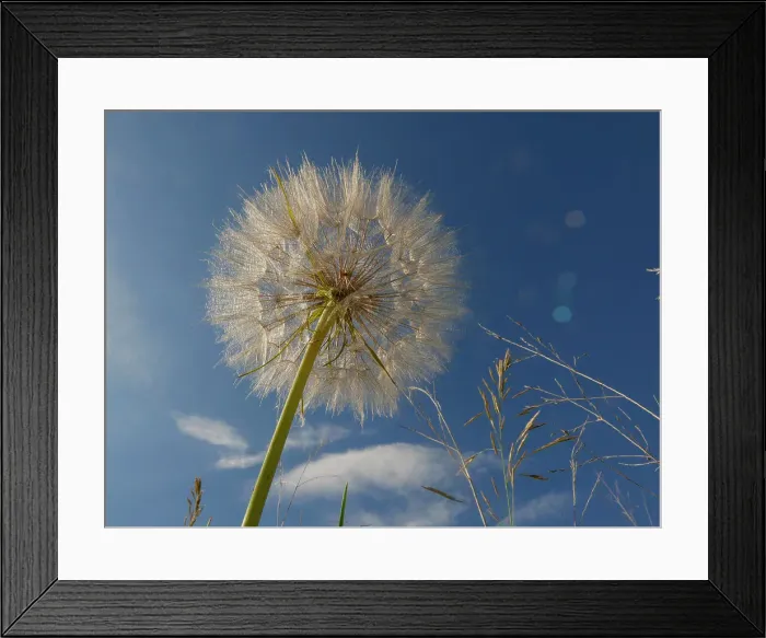 Framed Print : Minnesota summer Framed Print : Minnesota summer