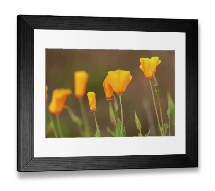 Framed Print : USA, California, Diamond Valley State Park. Close-up of yellow poppies. ©Don Grall / Jaynes Gallery / DanitaDelimont.com Framed Print : USA, California, Diamond Valley State Park. Close-up of yellow poppies. ©Don Grall / Jaynes Gallery / DanitaDelimont.com
