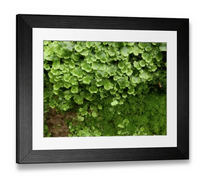 Framed Print : Prairie Creek, Nerstrand-Big Woods State Park, Minnesota summer Framed Print : Prairie Creek, Nerstrand-Big Woods State Park, Minnesota summer