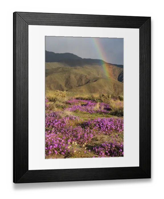 Framed Print : USA, California, Anza-Borrego Desert State Park. Rainbow over flowers and arid mountain landscape. ©Don Grall / Jaynes Gallery / DanitaDelimont.com Framed Print : USA, California, Anza-Borrego Desert State Park. Rainbow over flowers and arid mountain landscape. ©Don Grall / Jaynes Gallery / DanitaDelimont.com