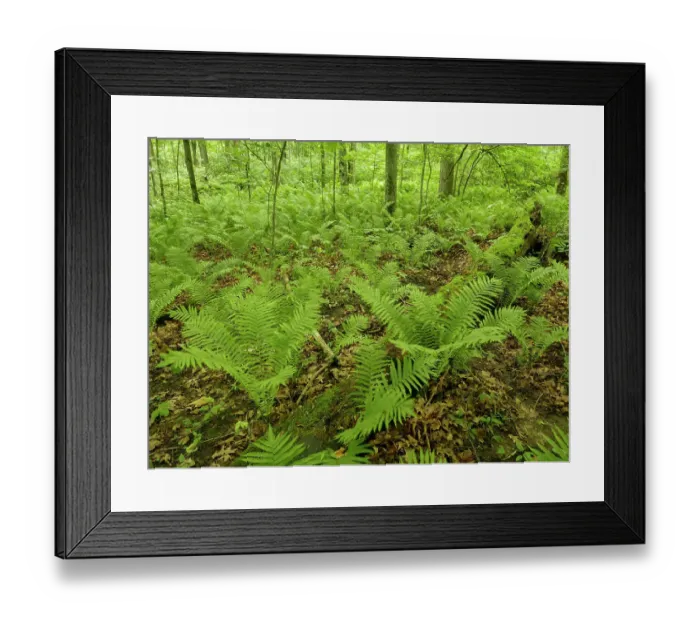 Framed Print : Wooded scene with lady fern, Nerstrand-Big Woods State Park, Minnesota summer Framed Print : Wooded scene with lady fern, Nerstrand-Big Woods State Park, Minnesota summer