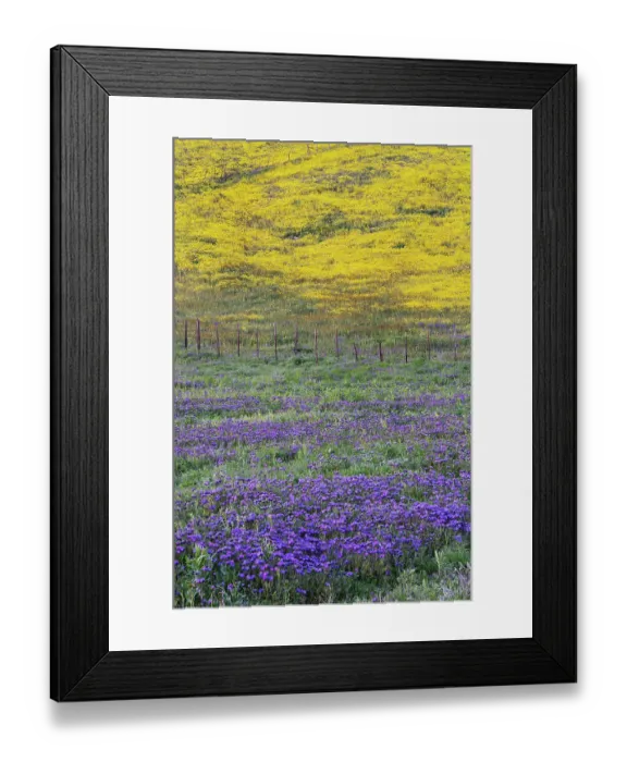 Framed Print : USA, California, Carrizo Plain National Monument. Spring wildflowers on hillside. ©Don Grall / Jaynes Gallery / DanitaDelimont.com Framed Print : USA, California, Carrizo Plain National Monument. Spring wildflowers on hillside. ©Don Grall / Jaynes Gallery / DanitaDelimont.com