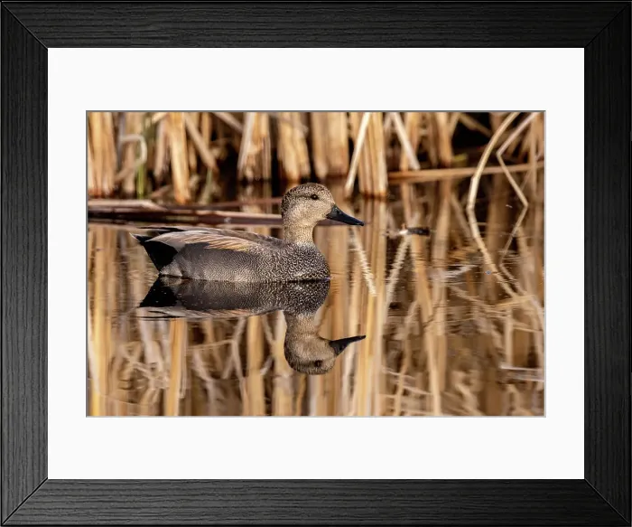Framed Print : Male Gadwall at Ninepipe National Wildlife Refuge in the Mission Valley, Montana, USA Framed Print : Male Gadwall at Ninepipe National Wildlife Refuge in the Mission Valley, Montana, USA