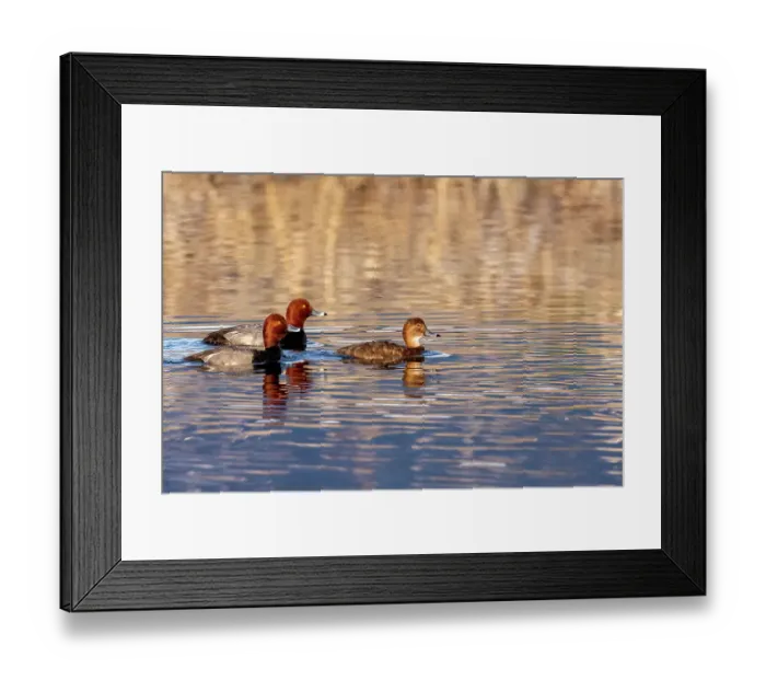 Framed Print : Breeding pairs of redhead ducks at Ninepipe National Wildlife Refuge in the Mission Valley, Montana, USA