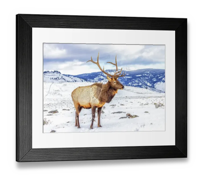Framed Print : USA, Montana. Yellowstone National Park, elk Framed Print : USA, Montana. Yellowstone National Park, elk