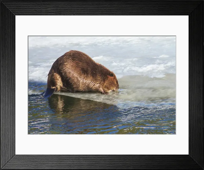 Framed Print : Yellowstone National Park, Yellowstone River