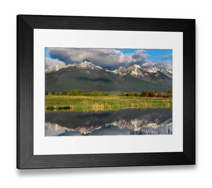 Framed Print : Nesting Pair of Trumpeter swans at the Ninepipe National Wildlife Refuge near Ronan, Montana, USA