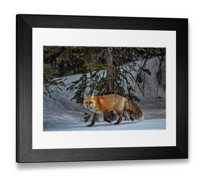 Framed Print : Yellowstone National Park Framed Print : Yellowstone National Park