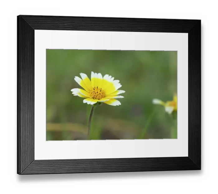 Framed Print : USA, California. Close-up of tidy tip flower. ©Don Grall / Jaynes Gallery / DanitaDelimont.com Framed Print : USA, California. Close-up of tidy tip flower. ©Don Grall / Jaynes Gallery / DanitaDelimont.com