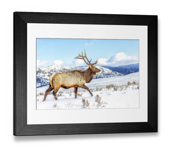 Framed Print : USA, Montana. Yellowstone National Park, elk Framed Print : USA, Montana. Yellowstone National Park, elk