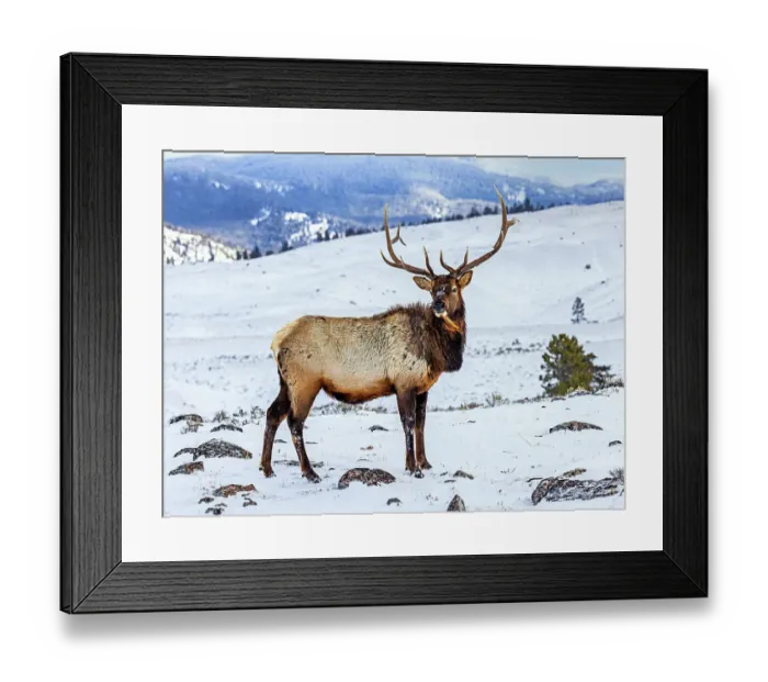 Framed Print : USA, Montana. Yellowstone National Park, elk Framed Print : USA, Montana. Yellowstone National Park, elk
