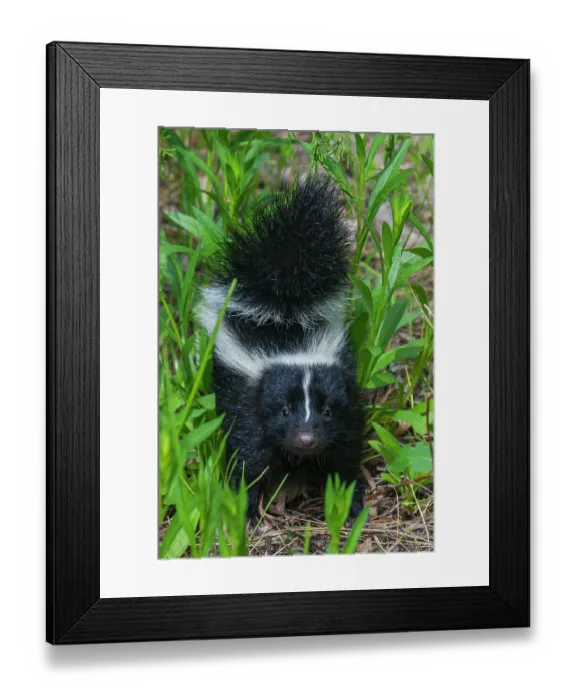 Framed Print : Striped skunk youngster near hiking trail, Montana, USA Framed Print : Striped skunk youngster near hiking trail, Montana, USA