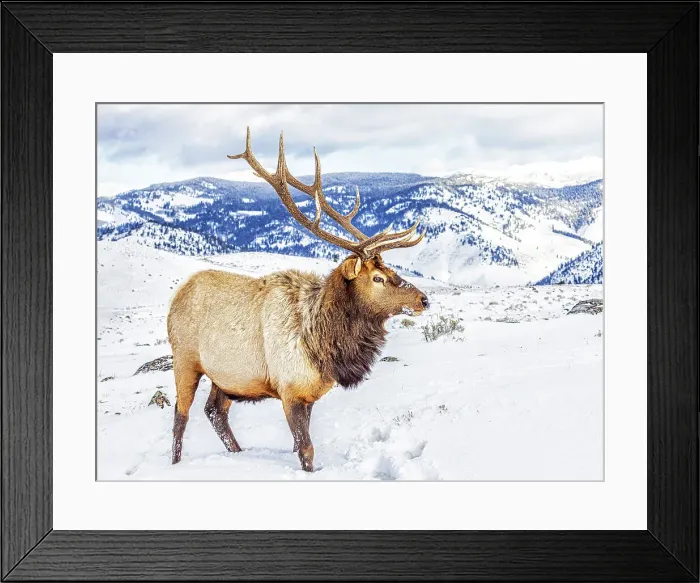 Framed Print : USA, Montana. Yellowstone National Park, elk Framed Print : USA, Montana. Yellowstone National Park, elk
