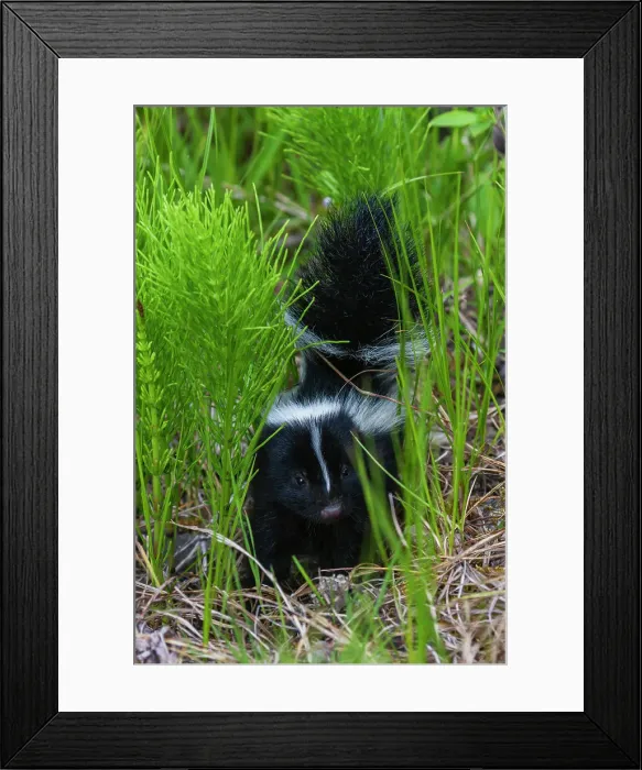Framed Print : Striped skunk youngster near hiking trail, Montana, USA Framed Print : Striped skunk youngster near hiking trail, Montana, USA
