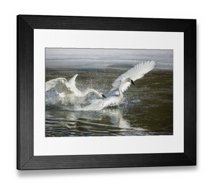 Framed Print : Yellowstone National Park, Yellowstone River Framed Print : Yellowstone National Park, Yellowstone River
