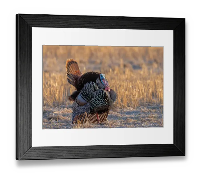 Framed Print : Tom turkey in breeding plumage near Whitefish, Montana, USA Framed Print : Tom turkey in breeding plumage near Whitefish, Montana, USA