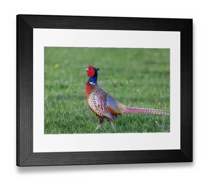 Framed Print : Male Pheasant at the Ninepipe National Wildlife Refuge near Ronan, Montana, USA Framed Print : Male Pheasant at the Ninepipe National Wildlife Refuge near Ronan, Montana, USA