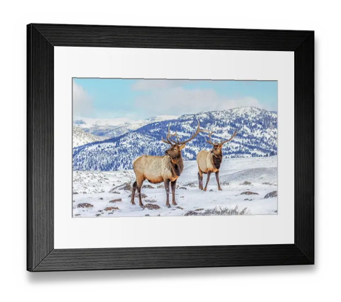 Framed Print : USA, Montana. Yellowstone National Park, elk