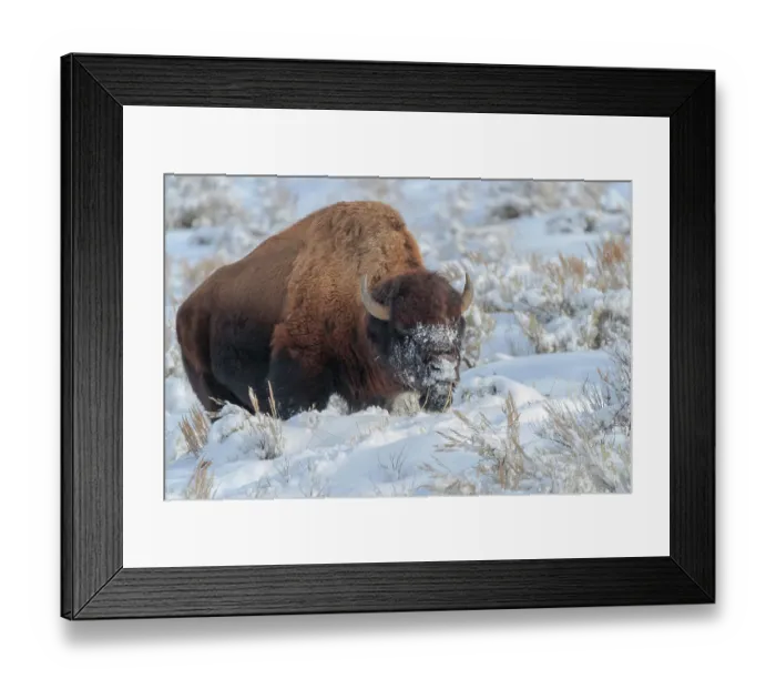 Framed Print : Northern range of Yellowstone National Park Framed Print : Northern range of Yellowstone National Park