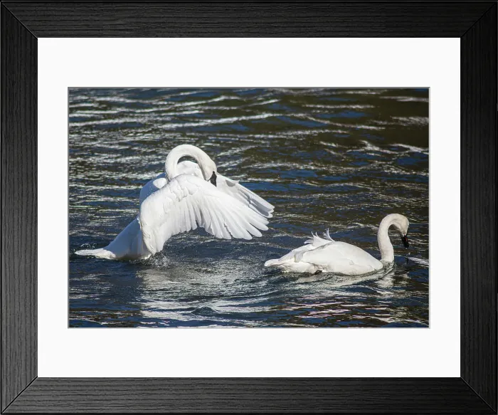 Framed Print : Yellowstone National Park, Yellowstone River
