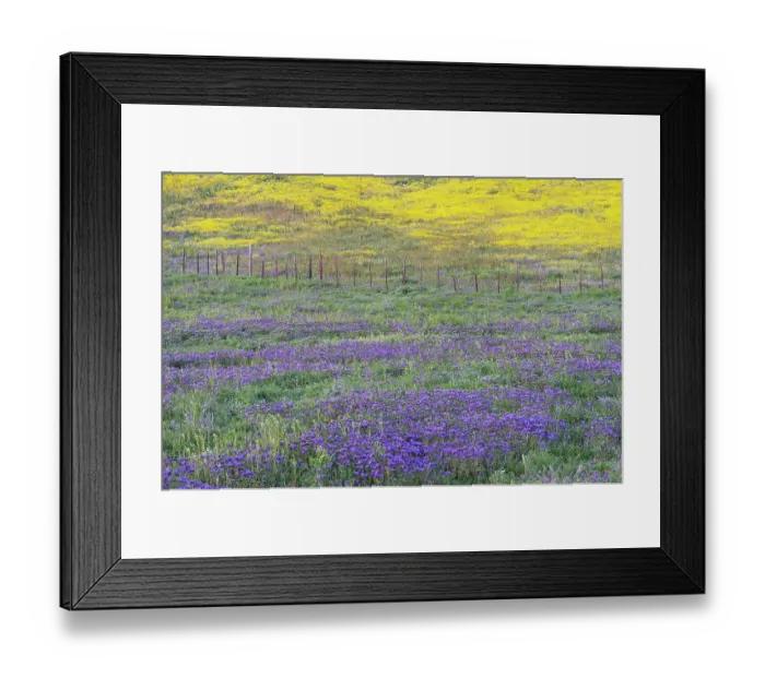 Framed Print : USA, California, Carrizo Plain National Monument. Spring wildflowers on hillside. ©Don Grall / Jaynes Gallery / DanitaDelimont.com Framed Print : USA, California, Carrizo Plain National Monument. Spring wildflowers on hillside. ©Don Grall / Jaynes Gallery / DanitaDelimont.com