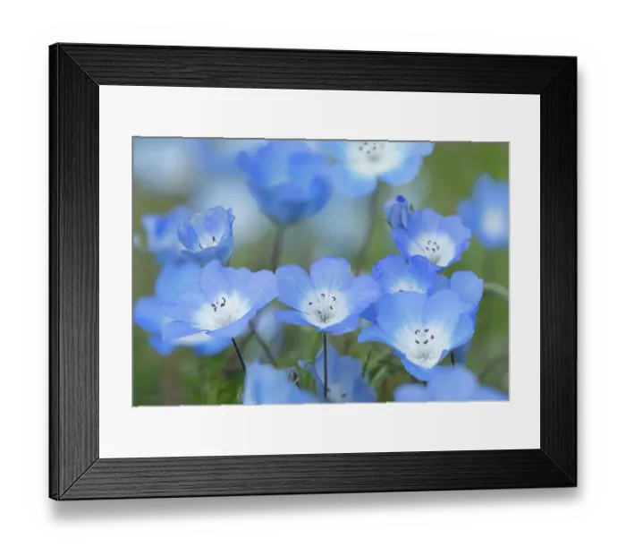 Framed Print : USA, California. Close-up of baby blue eyes flowers. ©Don Grall / Jaynes Gallery / DanitaDelimont.com Framed Print : USA, California. Close-up of baby blue eyes flowers. ©Don Grall / Jaynes Gallery / DanitaDelimont.com