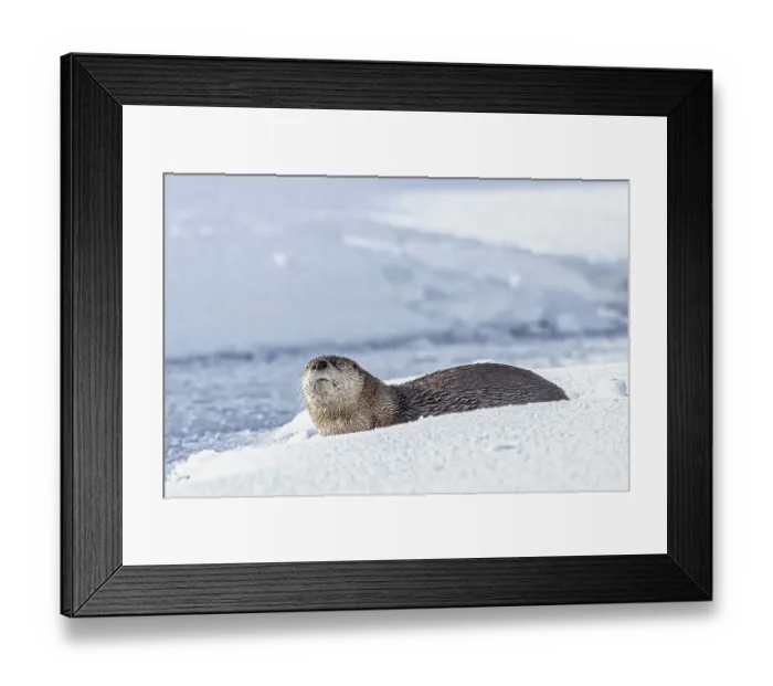 Framed Print : River otter in the snow in the Lamar Valley of Yellowstone Framed Print : River otter in the snow in the Lamar Valley of Yellowstone