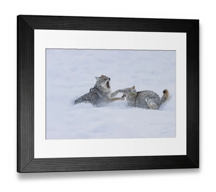 Framed Print : Coyote during a snowstorm in Yellowstone National Park Framed Print : Coyote during a snowstorm in Yellowstone National Park