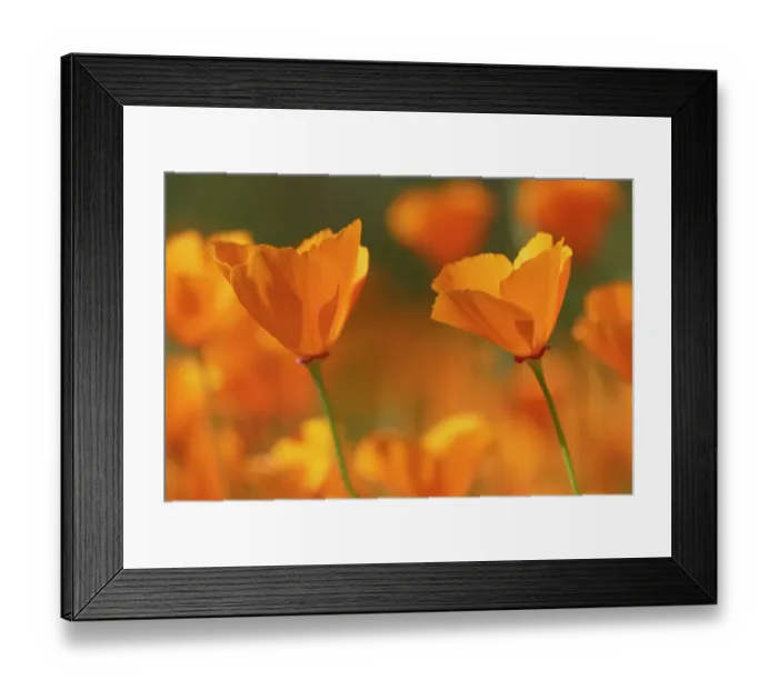 Framed Print : USA, California, Diamond Valley State Park. Close-up of yellow poppies. ©Don Grall  /  Jaynes Gallery  /  DanitaDelimont.com