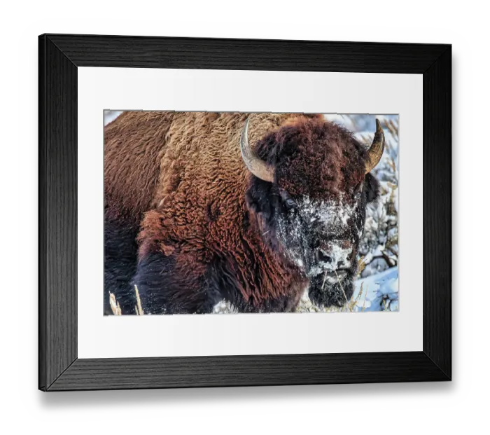 Framed Print : Northern range of Yellowstone National Park