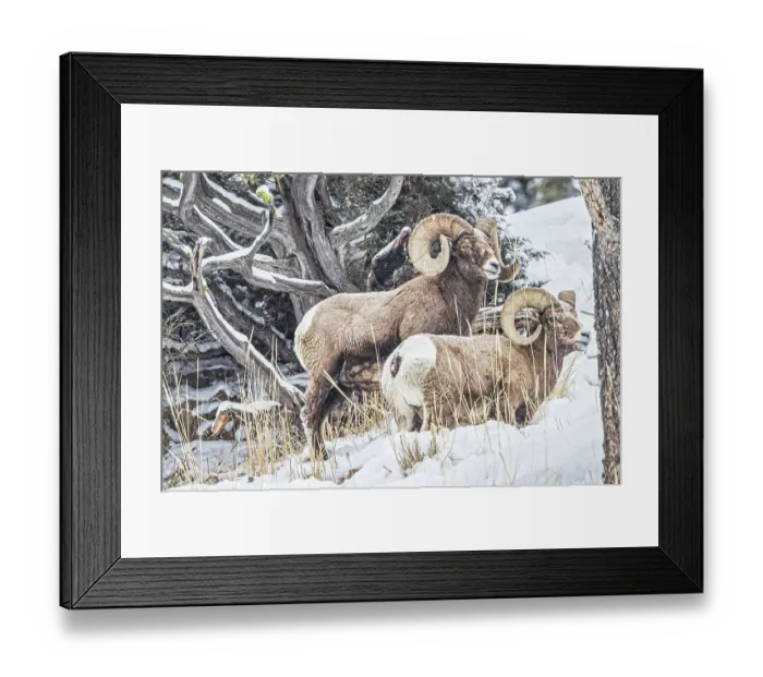 Framed Print : Rocky Mountain Big Horn Sheep in the Lamar Valley of Yellowstone National Park Framed Print : Rocky Mountain Big Horn Sheep in the Lamar Valley of Yellowstone National Park