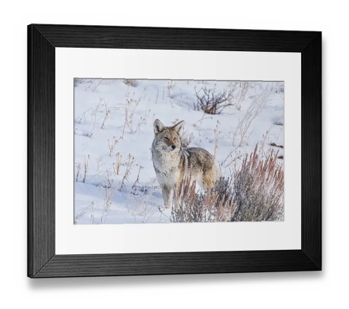 Framed Print : Coyote roaming in the Lamar Valley in Yellowstone National Park Framed Print : Coyote roaming in the Lamar Valley in Yellowstone National Park