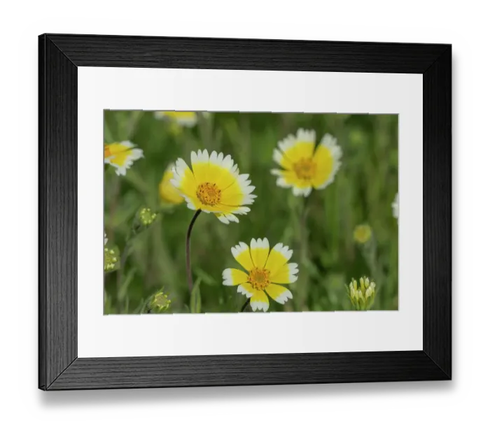 Framed Print : USA, California. Close-up of tidy tips flowers. ©Don Grall / Jaynes Gallery / DanitaDelimont.com Framed Print : USA, California. Close-up of tidy tips flowers. ©Don Grall / Jaynes Gallery / DanitaDelimont.com