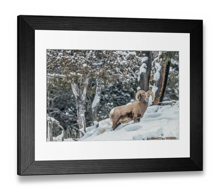 Framed Print : Rocky Mountain Big Horn Sheep in the Lamar Valley of Yellowstone National Park