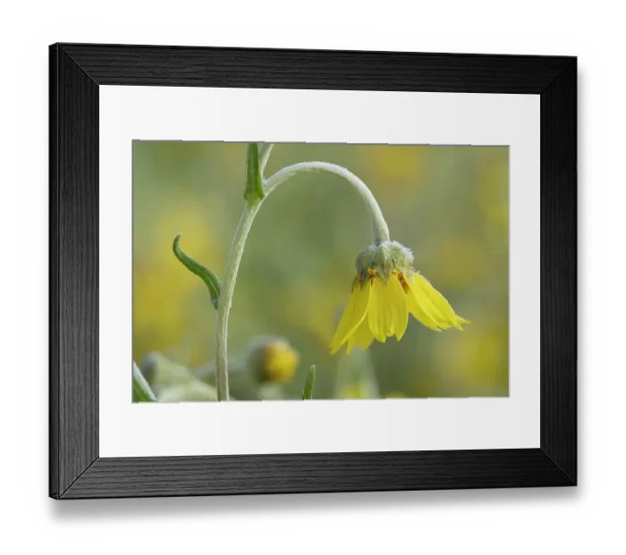 Framed Print : USA, California, Carrizo Plain National Monument. Close-up of frost on hillside daisy flower in spring. ©Don Grall  /  Jaynes Gallery  /  DanitaDelimont.com