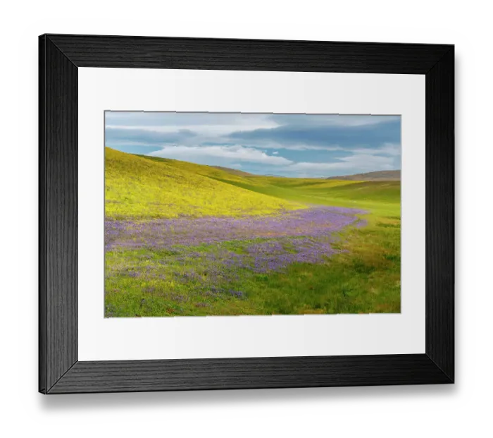Framed Print : USA, California. Wildflowers cover hillsides. ©Don Grall  /  Jaynes Gallery  /  DanitaDelimont.com
